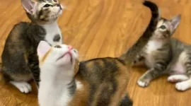 Menteri Pertahanan Prabowo Subianto Unggah Foto Tiga Kucing di International Cat Day. (Instagram.com/@prabowo)